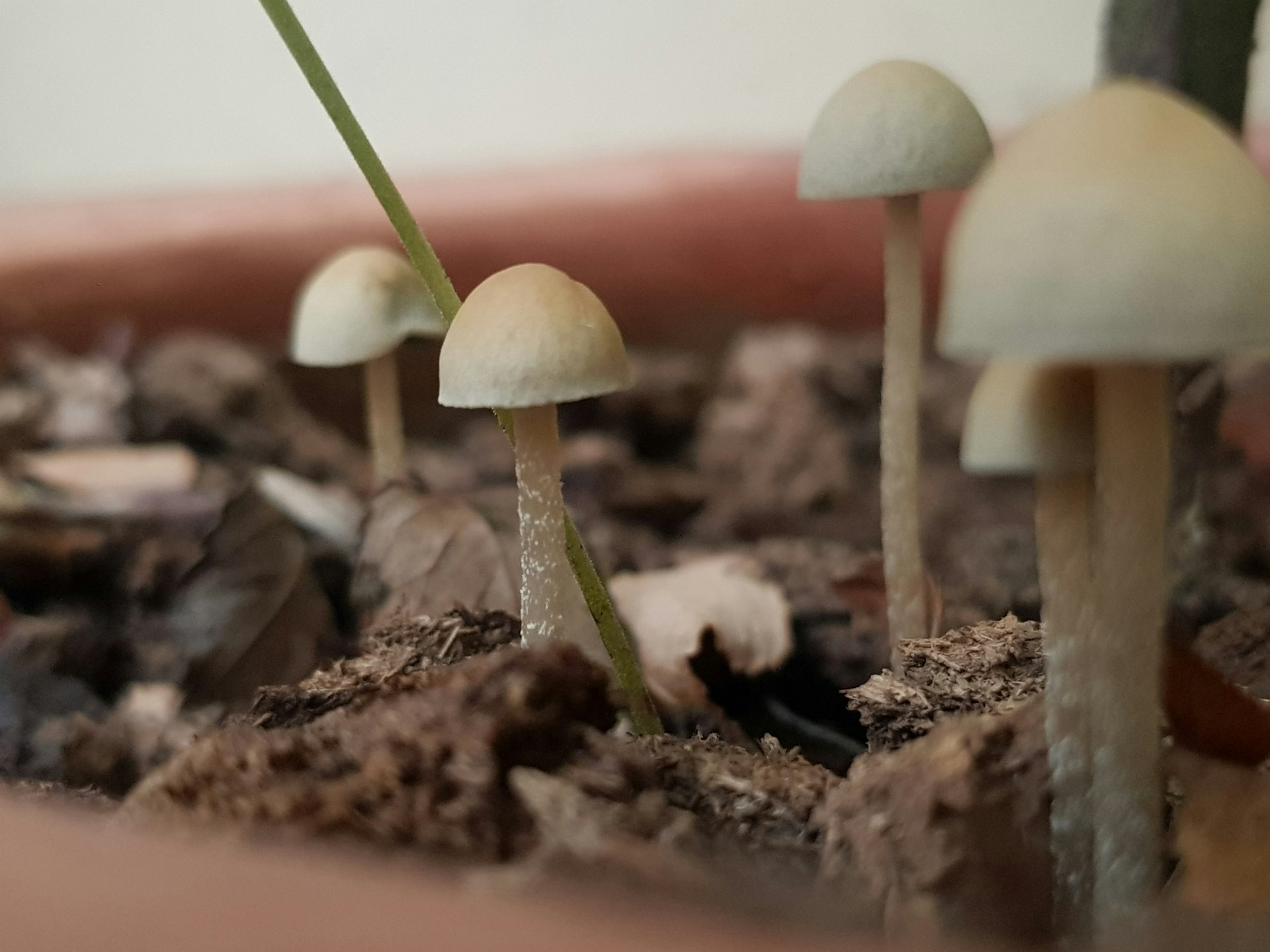 Beginner’s Guide to Indoor Mushroom Growing: Step-by-Step Setups for Success Beginner’s Guide to Indoor Mushroom Growing: Step-by-Step Setups for Success